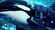 Orca