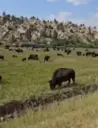 BISON