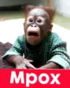 MonkeyPox