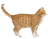 Generic Cat