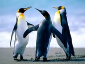 Dancing Penguins - RoWe