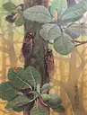 Cicadas