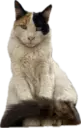 SIA