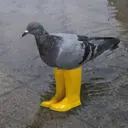 PIGEONWIFYELLOWBOOTS