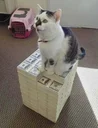 Money Cat