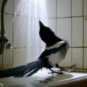 birdwater