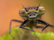 wildlifemacroWildlifeMacroShots