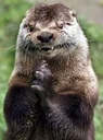 OTTER