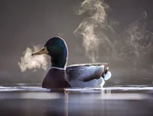 smokeDuck