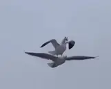 SEAGULLSURF