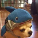 SHARKDOG