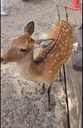 Deer