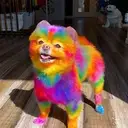 Tie Dye Dog