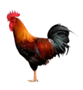 COCK