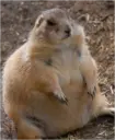 Fat Squirrel