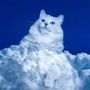 CLOUDYCAT