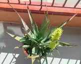 aloevera