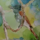 HCOCBird63