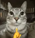 CATWAY