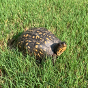 Box Turtle