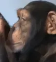 Chimpanzee