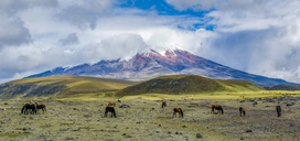 WildhorsesontheCotopaxiEcuador