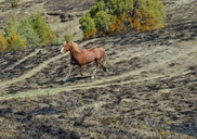 WildHorse