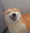 ShibaINU