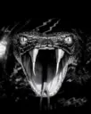 CHADDISH VIPER