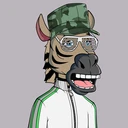 ZESTYZEBRA657