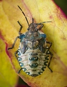 ShieldBug