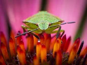 ShieldBug