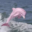 PinkDolphi...