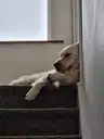 Lazy doggo