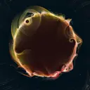 Sol-Journey1-456