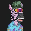 ZESTYZEBRA149