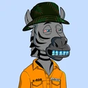 ZESTYZEBRA1594