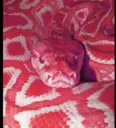 SNEKPINK