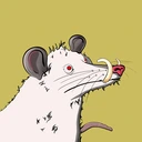 Possum #3535