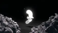 BitFinsPinnatusWhiteClown5