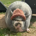 PIGWIFHAT