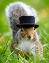 SquirrelWithHat