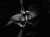 ButterflyII