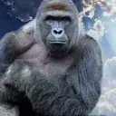 HARAMBE