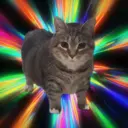 Oia Oia CAT
