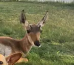 BAMBI