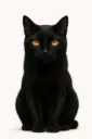 KURO