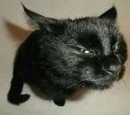 SUS CAT