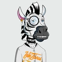 ZESTYZEBRA3707