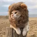 MEWFASA